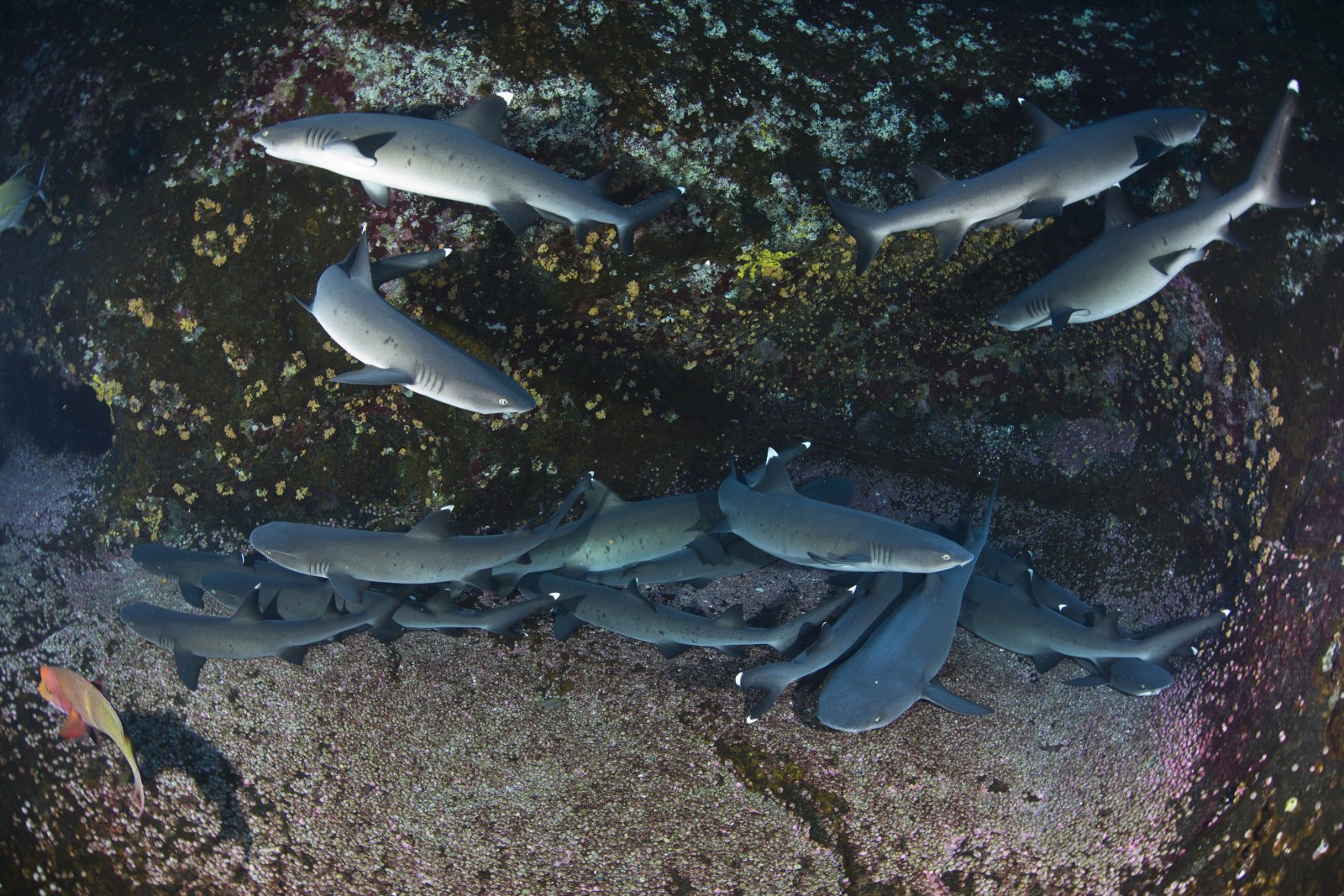 Tiburones de puntas blancas, Roca Partida