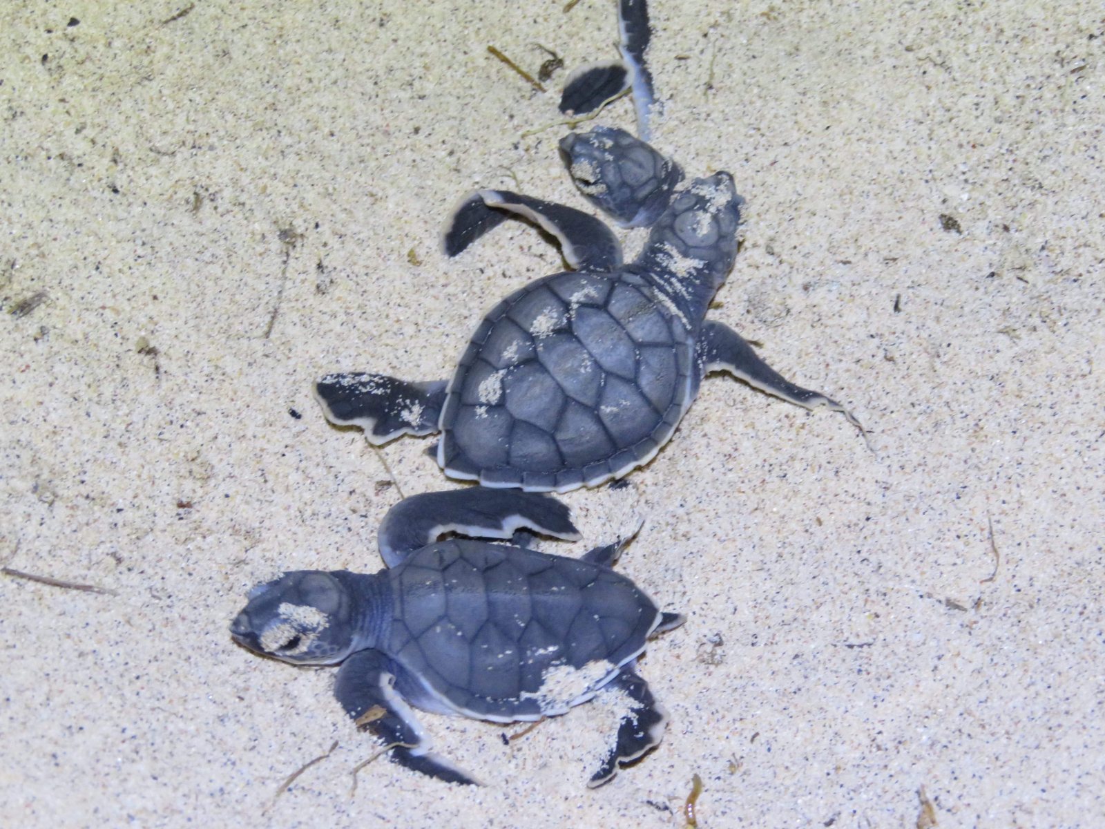 Tortuga prieta del Pacifico